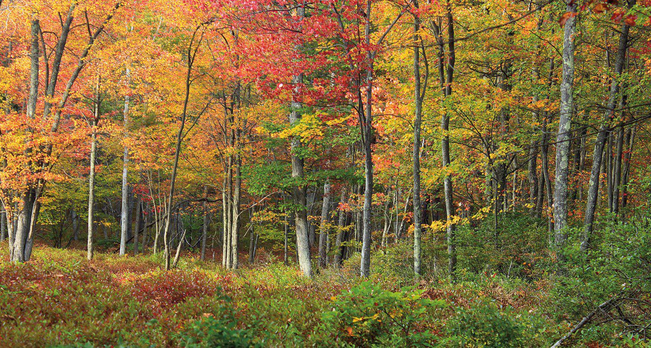 Forêts mixtes atlantiques — Wikipédia