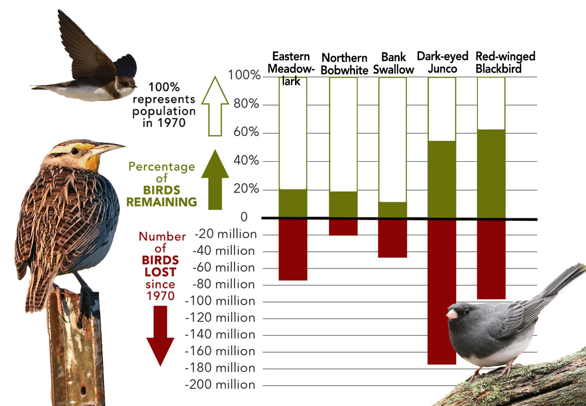 https://www.stateofthebirds.org/2019/wp-content/uploads/2019/07/BelovedBirdLoss2-CROPPED2.jpg